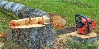Best Storm Damage Tree Cleanup  in Walnut Park, CA