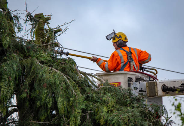 Best Arborist Consultation Services  in Walnut Park, CA