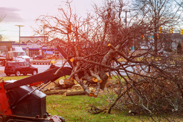 Best Tree Preservation Services  in Walnut Park, CA