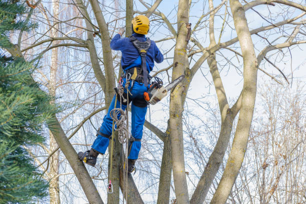 Professional Tree Care in Walnut Park, CA