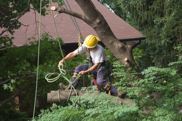 Best Root Management and Removal  in Walnut Park, CA