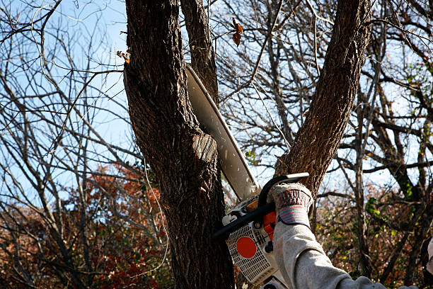 Best Emergency Tree Removal  in Walnut Park, CA