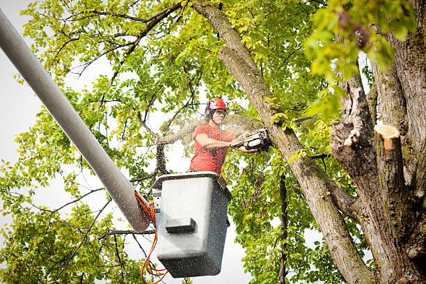 Best Fruit Tree Pruning  in Walnut Park, CA