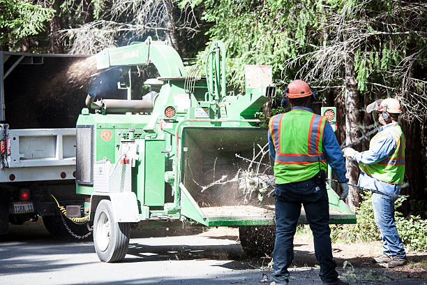 Best Hedge Trimming  in Walnut Park, CA