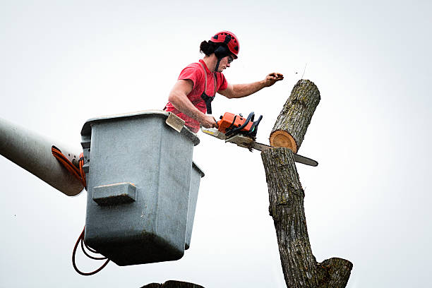 Best Tree Risk Assessment  in Walnut Park, CA