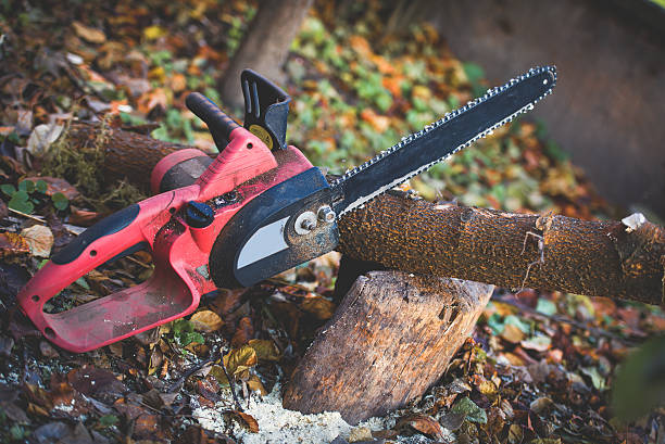 Pest Control for Lawns in Walnut Park, CA